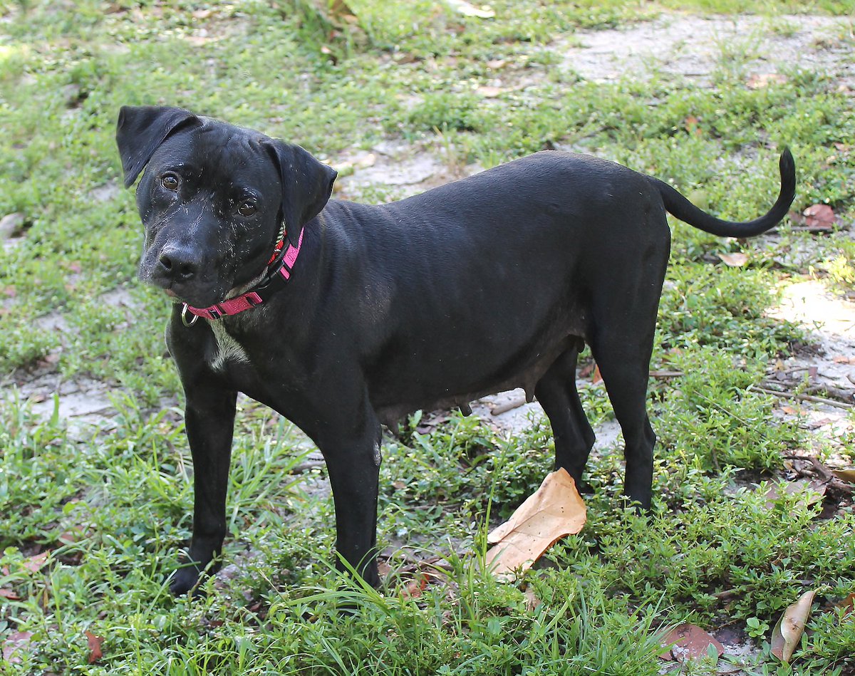 TriCounty Humane tweet media