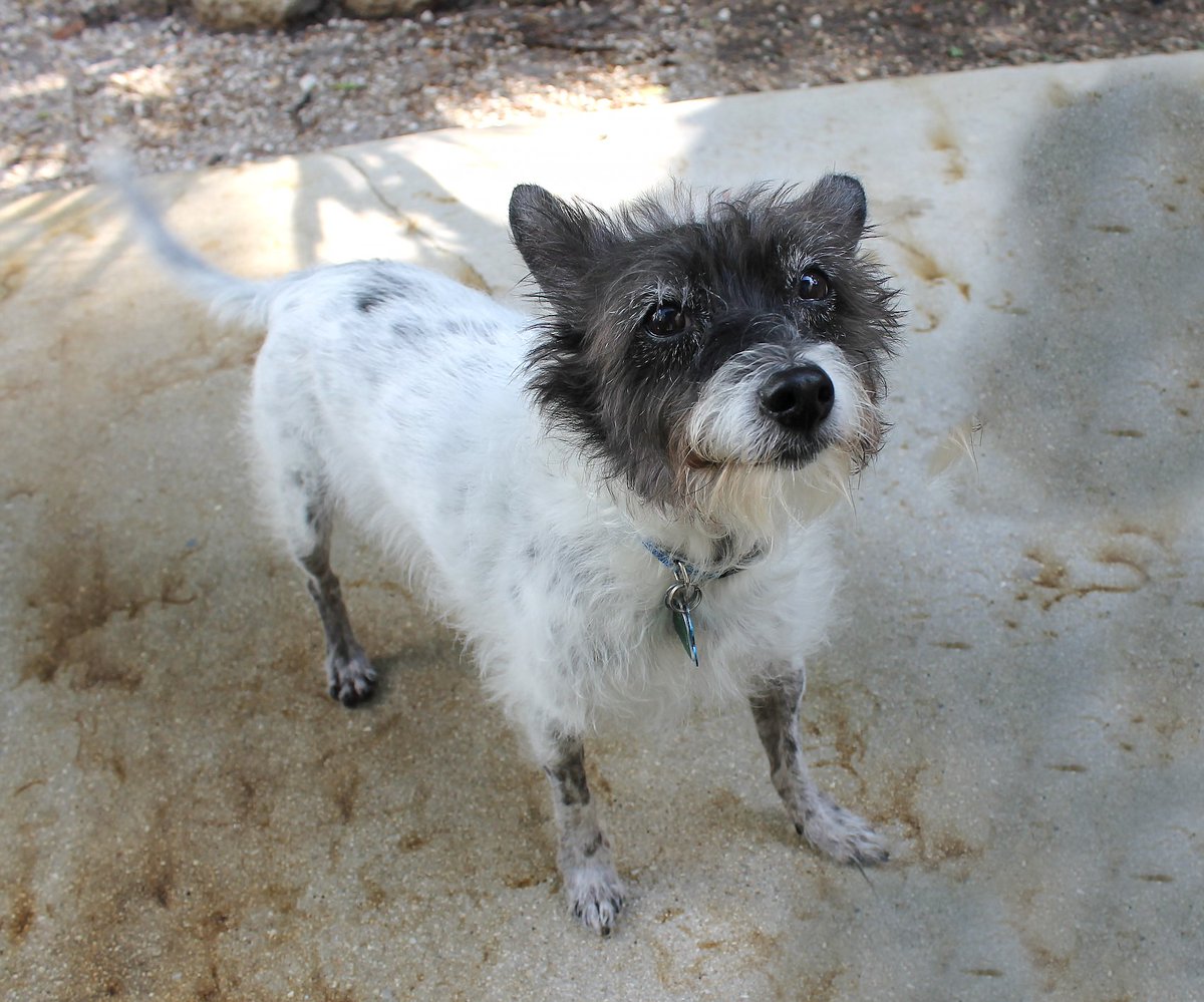 Name your own price adoption special to the very best homes! Meet Star and Chino 🥰✨ Two of our rescue pups available for this week's special. We are open until 3pm today, come find your new best friend 🐾 No appointment needed ✨ 
#adoptdontshop #adoptionspecial #takemehome