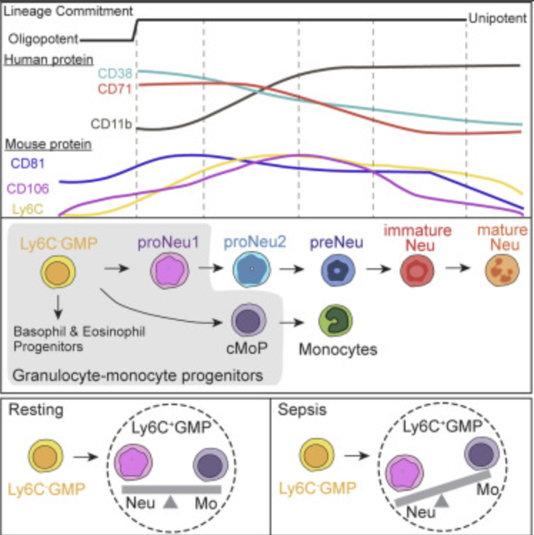 Lai Guan NG (@lai9uan) on Twitter photo Our latest paper | Combinatorial single-cell analyses of GMP heterogeneity reveals an early uni-potent #neutrophil progenitor | <a href="/ImmunityCP/">Immunity</a>
Big thank you to <a href="/FGinhoux/">@realFlorentGinhoux</a> <a href="/EvNewell1/">Evan Newell</a> <a href="/AndrsHidalgo16/">Andrés Hidalgo</a> @BingLIU28565441 <a href="/LeeGrimesLab/">Lee Grimes Lab</a> <a href="/StJohnLab/">Ashley St. John Lab</a>
👉bit.ly/318pQsR Our latest paper | Combinatorial single-cell analyses of GMP heterogeneity reveals an early uni-potent #neutrophil progenitor | <a href="/ImmunityCP/">Immunity</a>
Big thank you to <a href="/FGinhoux/">@realFlorentGinhoux</a> <a href="/EvNewell1/">Evan Newell</a> <a href="/AndrsHidalgo16/">Andrés Hidalgo</a> @BingLIU28565441 <a href="/LeeGrimesLab/">Lee Grimes Lab</a> <a href="/StJohnLab/">Ashley St. John Lab</a>
👉bit.ly/318pQsR