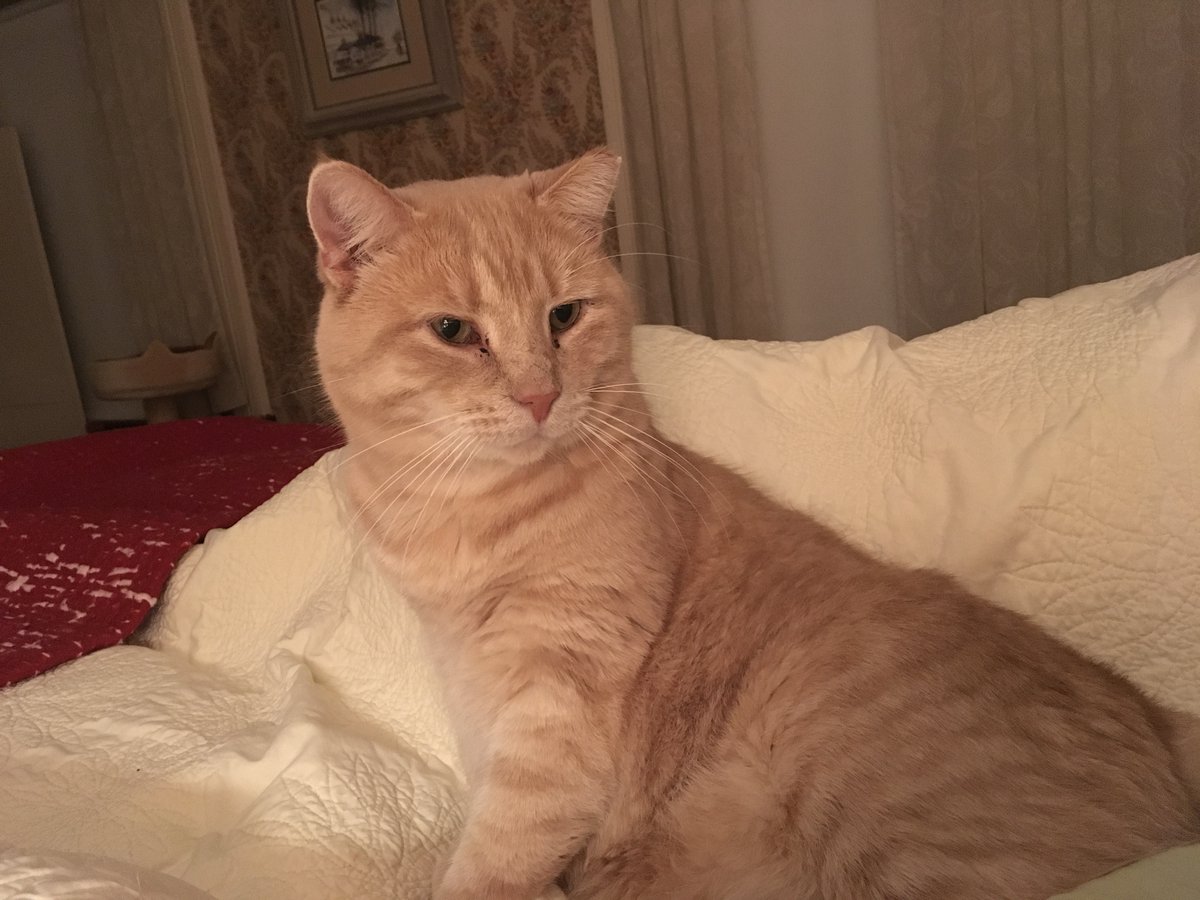 Dorothy14213's tweet photo. Charlie: Did someone say #tunatuesday?
#CatsOfTwitter #because_cat https://t.co/kG8kJTE8uI