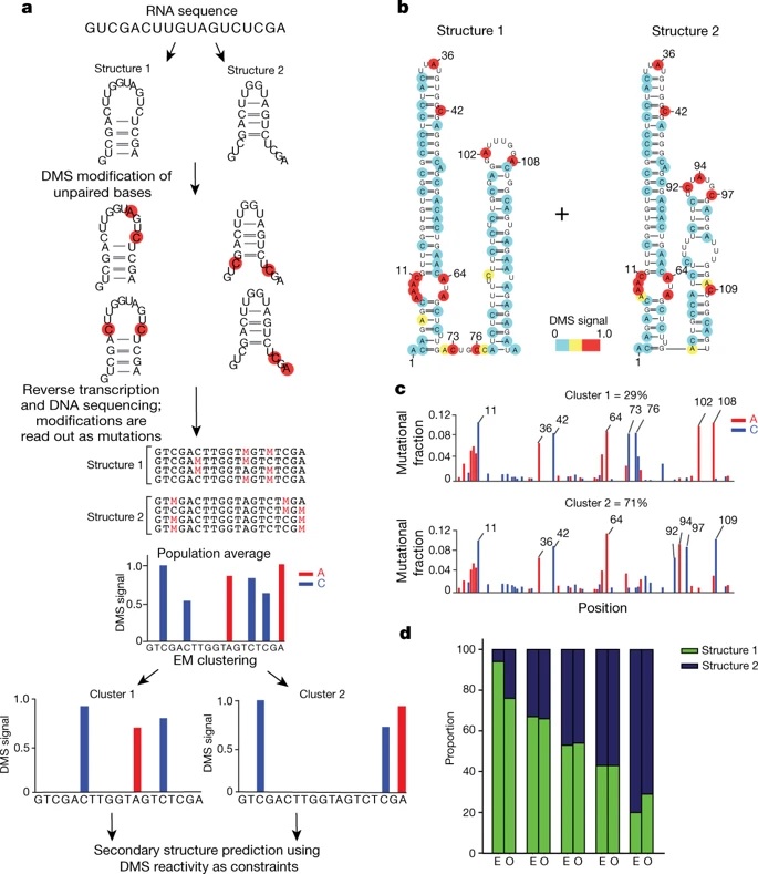 OTSociety's tweet photo. Determination of RNA Structural Diversity and Its Role in HIV-1 RNA Splicing
$SRPT $IONS $WVE $STOK $PRQR #NSPharma
#splicemodulation #oligonucleotides #antisense
@isa_aznarez @oligogirl @lab_zhou @ToshifumiYokota @timyu @Jandritu @OlgaAnczukow
https://t.co/7QRf3Eabzi https://t.co/7no6NEL1GD