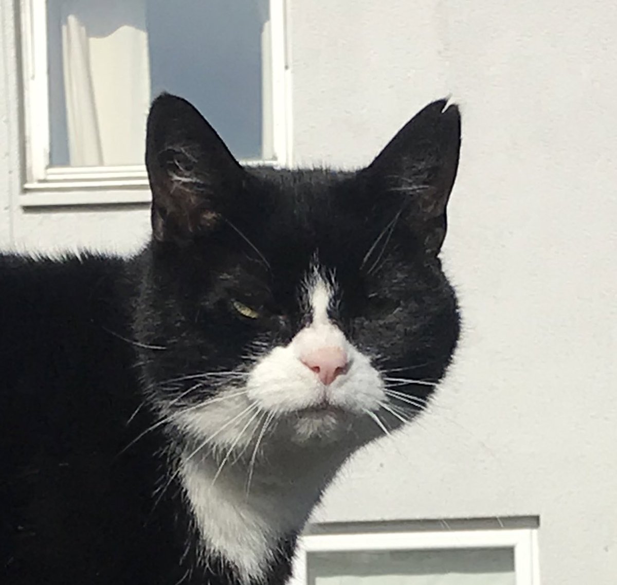 EvilEeow's tweet photo. I’m judging you all.
For everything.
For anything.
Pffft. 😾

#CatsOfTwitter https://t.co/OJhF1vK8Dh