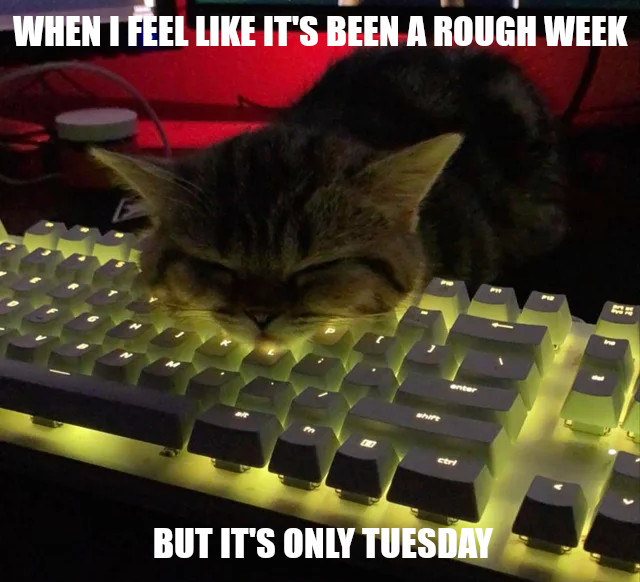 ProgrammerCats's tweet image. Some weeks be like: #tuesdaythoughts #tuesdaymorning #codinglife #catmeme #dankmeme #cats