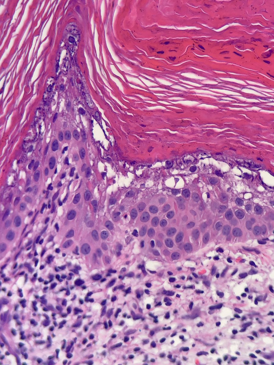 Danielle de Stefano, MD tweet media