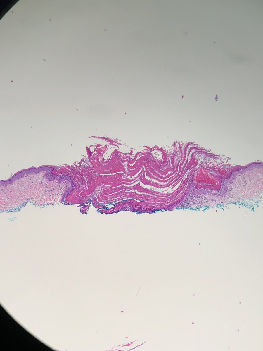 Danielle de Stefano, MD tweet media