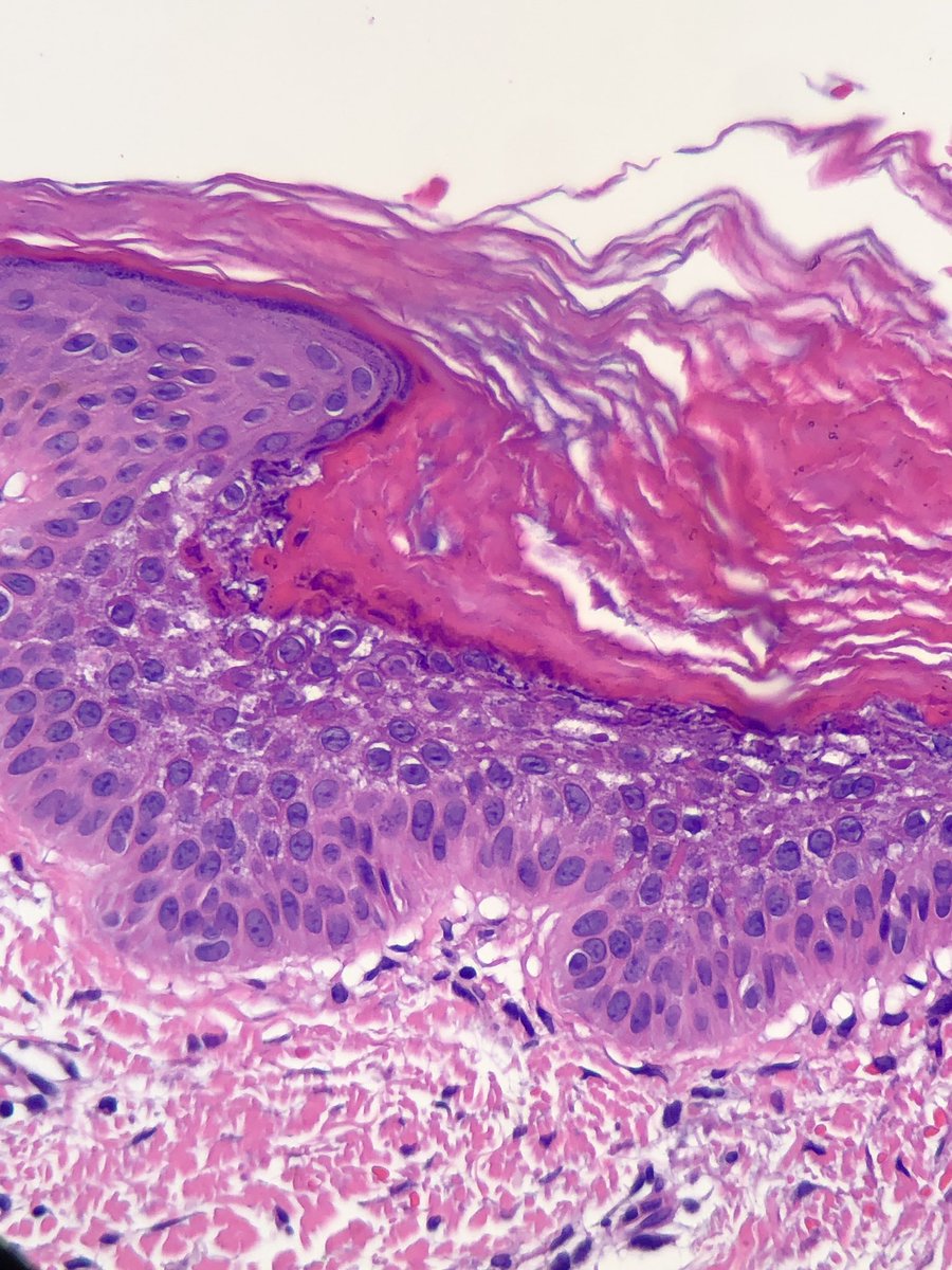 Danielle de Stefano, MD tweet media