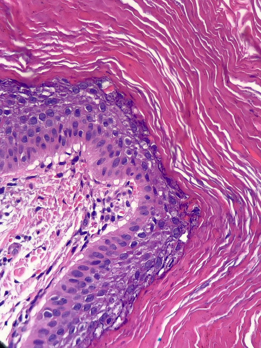 Danielle de Stefano, MD tweet media