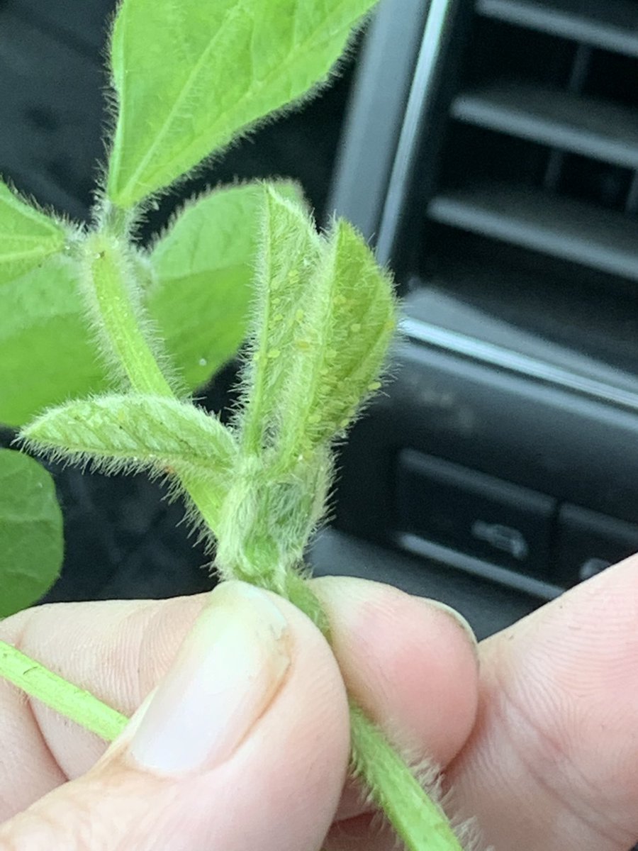 Oh sure. Why not. Next weeks project. @TraceyBaute #aphids #ccachat #scout20
