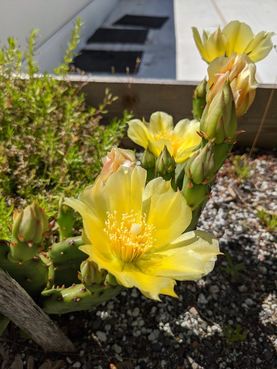 #PollinatorWeek in full bloom on campus! <a href="/MtCubaCenter/">Mt. Cuba Center</a> provided the inspiration, the prickly pear did the rest! #bees #pollinators #outdoorlearning