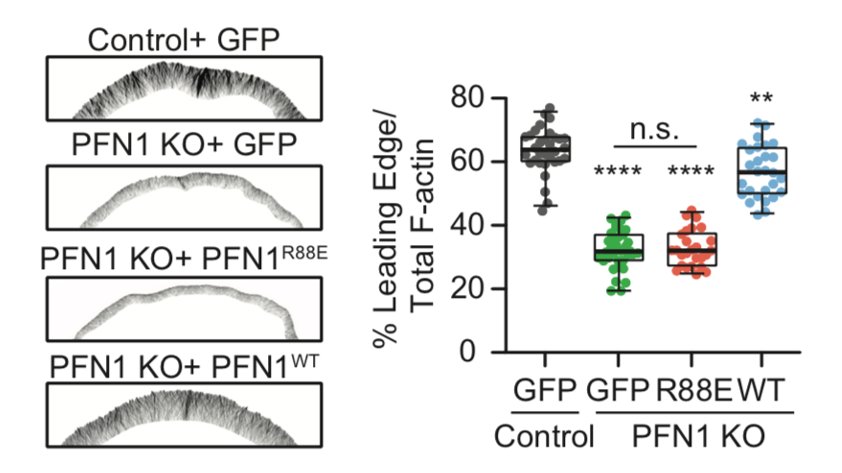 There is way less actin in the leading edge of PFN1 KO cells. 19/