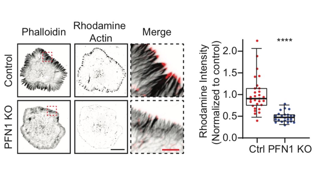 There is also fewer polymerizing filaments, shown here with the classic barbed-end labeling assay. I have begun to wonder if this assay labels all polymerizing filaments or if there is some bias, but that is also probably for another thread. 20/