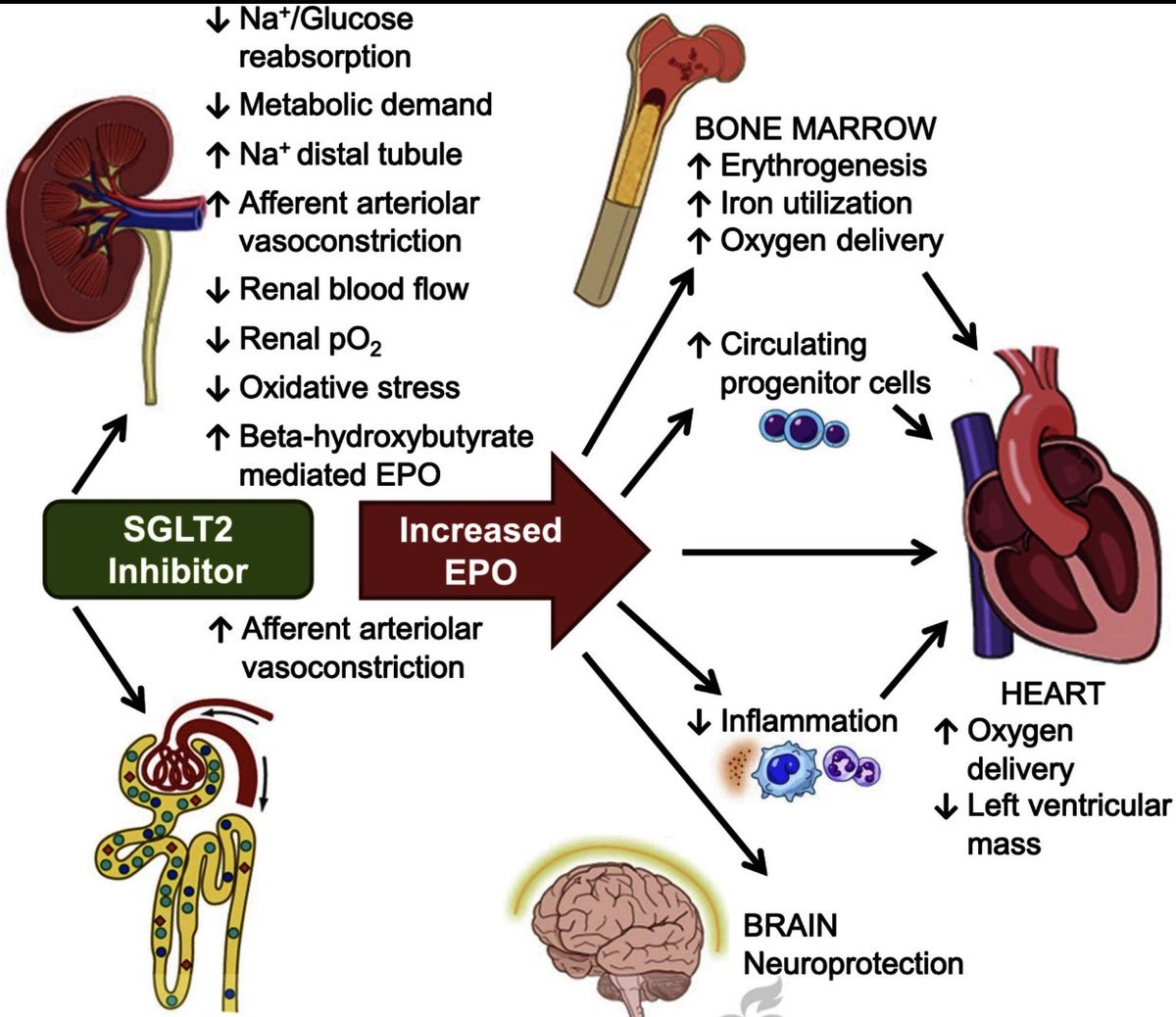 HanCardiomd's tweet photo. Mechanisms of Cardiovascular Benefits of Sodium Glucose Co-Transporter 2 (SGLT2) Inhibitors: A State-of-the-Art Review https://t.co/TgsjfNllBu @JACCJournals @CVR_TomaszGuzik @ShelleyZieroth @DrJaarsma @ESC_Journals @BiykemB @BSHeartFailure @CanHFSociety @radcliffeCARDIO https://t.co/L0T6drw5PJ