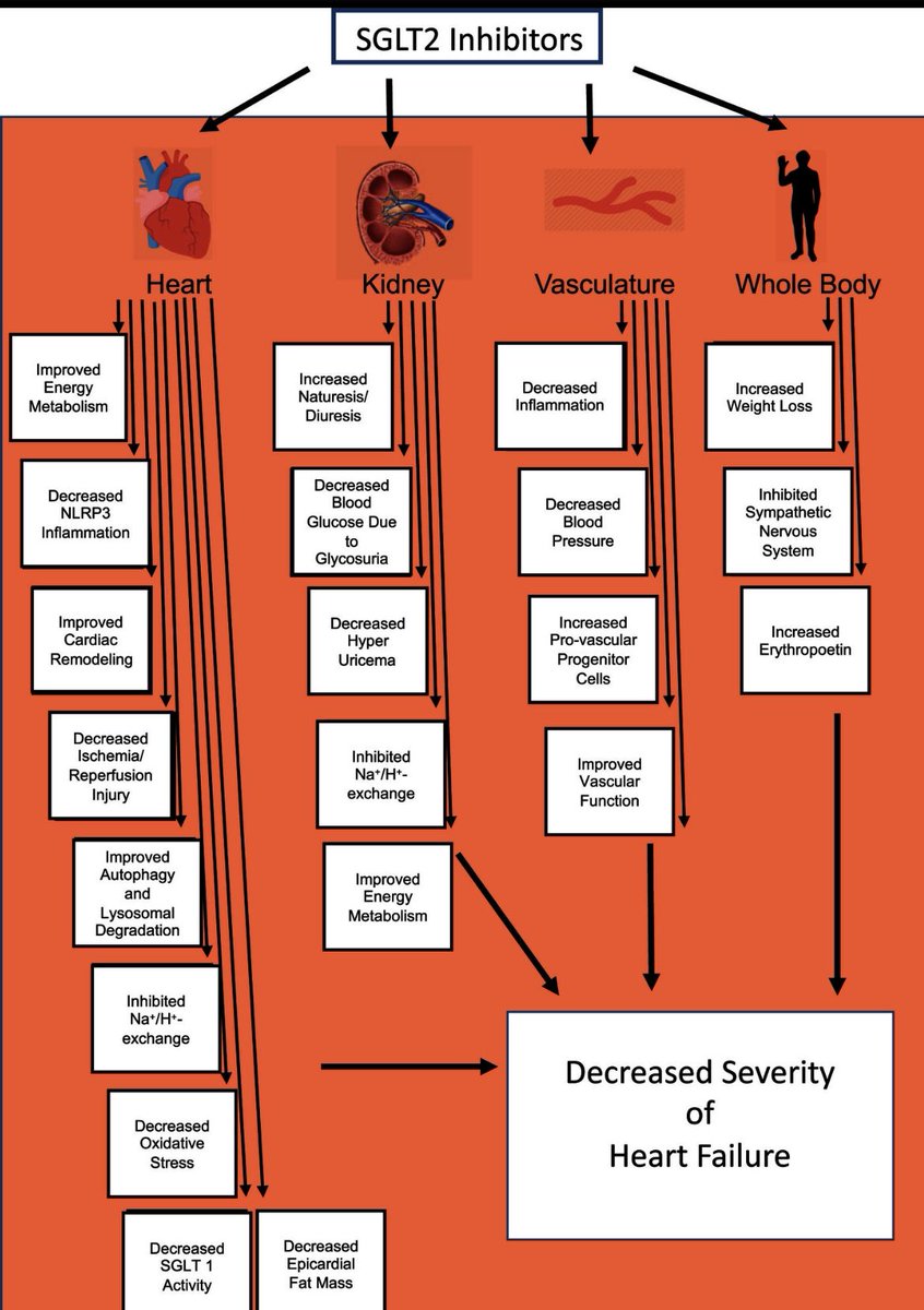 HanCardiomd's tweet photo. Mechanisms of Cardiovascular Benefits of Sodium Glucose Co-Transporter 2 (SGLT2) Inhibitors: A State-of-the-Art Review https://t.co/TgsjfNllBu @JACCJournals @CVR_TomaszGuzik @ShelleyZieroth @DrJaarsma @ESC_Journals @BiykemB @BSHeartFailure @CanHFSociety @radcliffeCARDIO https://t.co/L0T6drw5PJ