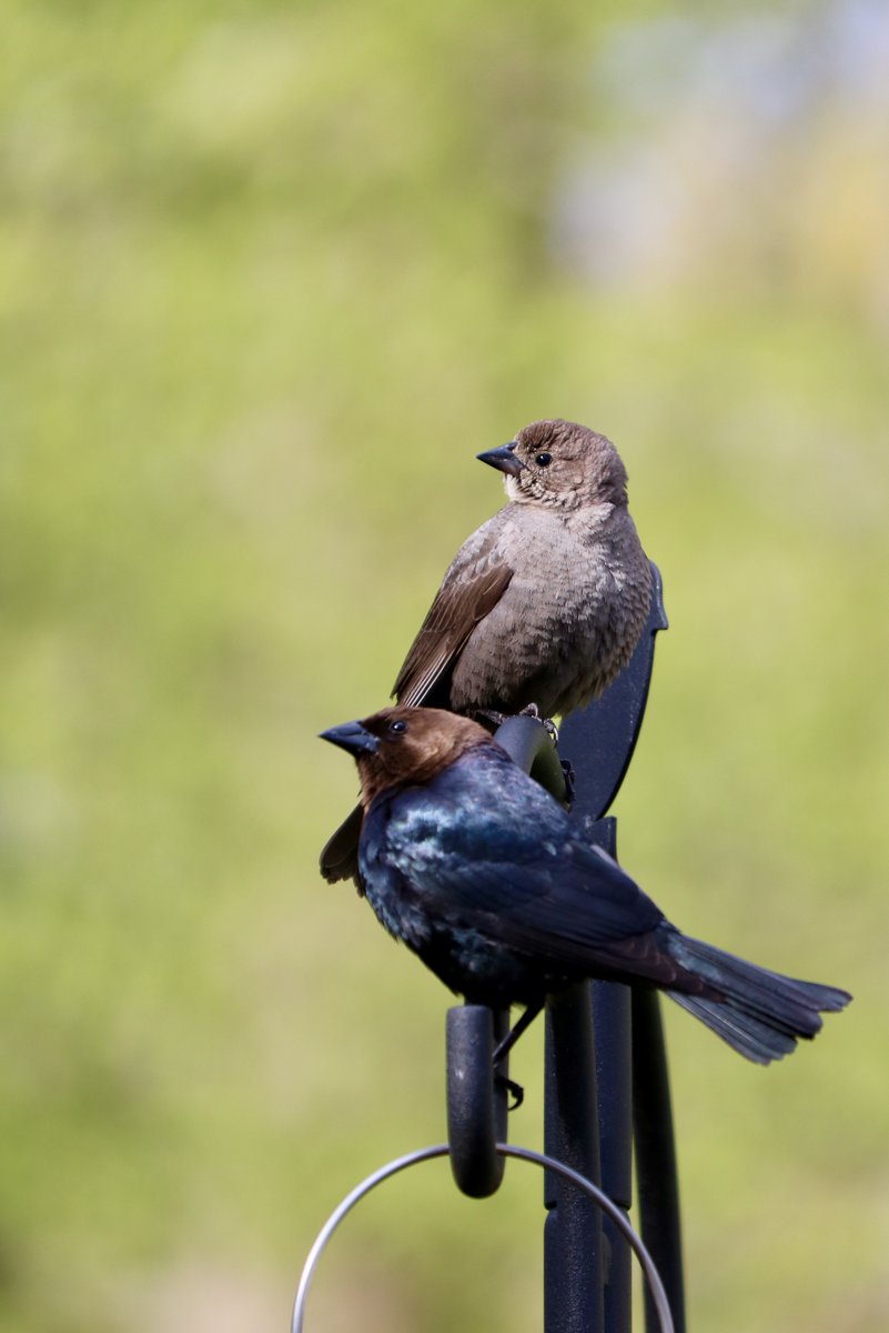 Last month I saw some adult cowbirds, so I knew they were around. But I didn’t know which species they might be parasitizing. Brown-headed cowbirds are widespread in North America and they’ve been observed fledging from the nests of more than 140 species.