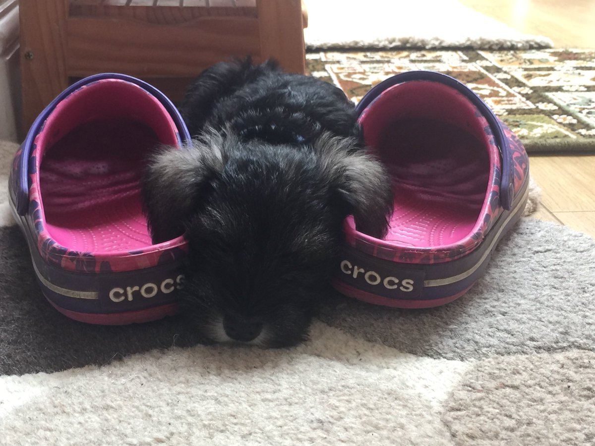 MarettLucy's tweet photo. New puppy in training for Crocs advertising campaign. His name is Snoop. All media enquiries to me please 😀 https://t.co/Pbd1Cpmk6R