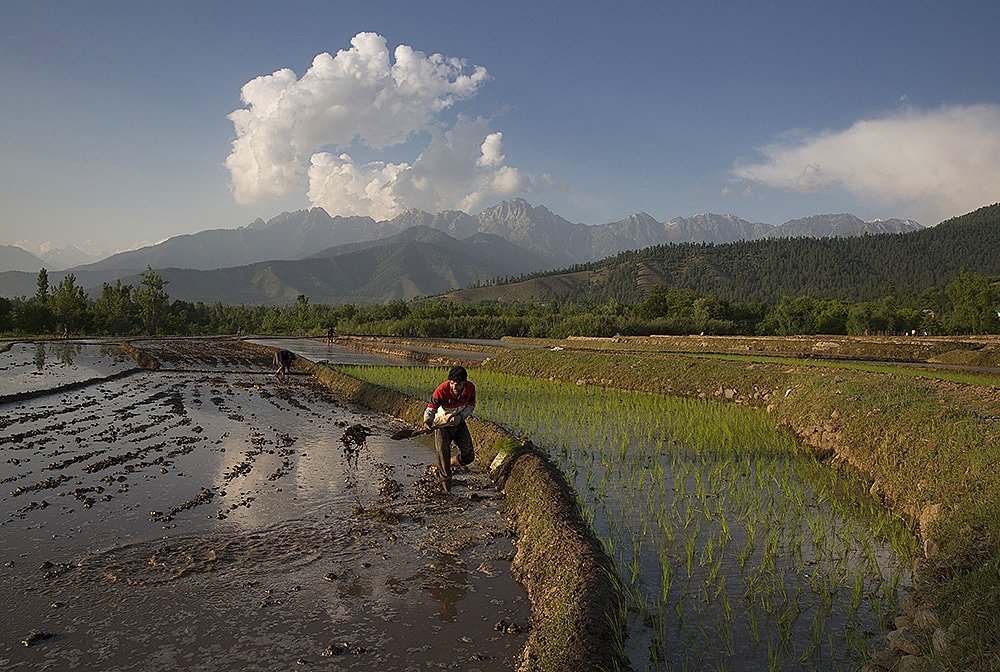 javeddar786's tweet photo. A farmer prepares a paday field to plant rice seedlings at a village in south Kashmir. #paddyfields #riceseedlings #farminglife #farming #southkashmir
Photo @javeddar786 https://t.co/f8KovIB4dt