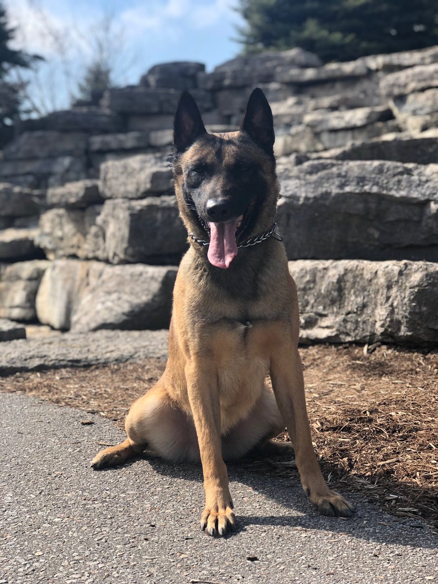 Public Safety TPS (@tpssafety) on Twitter photo This is Halo. He is a 4 year-old Belgian Malinois trained in explosive and firearm detection. He is also a member of Toronto’s Heavy Urban Search and Rescue team. He is used to find people trapped in rubble piles. He works w <a href="/TPSQuinn/">Det (Staff) Sgt Quinn</a> <a href="/TPSK9/">Toronto Police K9</a> #policedog #husar This is Halo. He is a 4 year-old Belgian Malinois trained in explosive and firearm detection. He is also a member of Toronto’s Heavy Urban Search and Rescue team. He is used to find people trapped in rubble piles. He works w <a href="/TPSQuinn/">Det (Staff) Sgt Quinn</a> <a href="/TPSK9/">Toronto Police K9</a> #policedog #husar