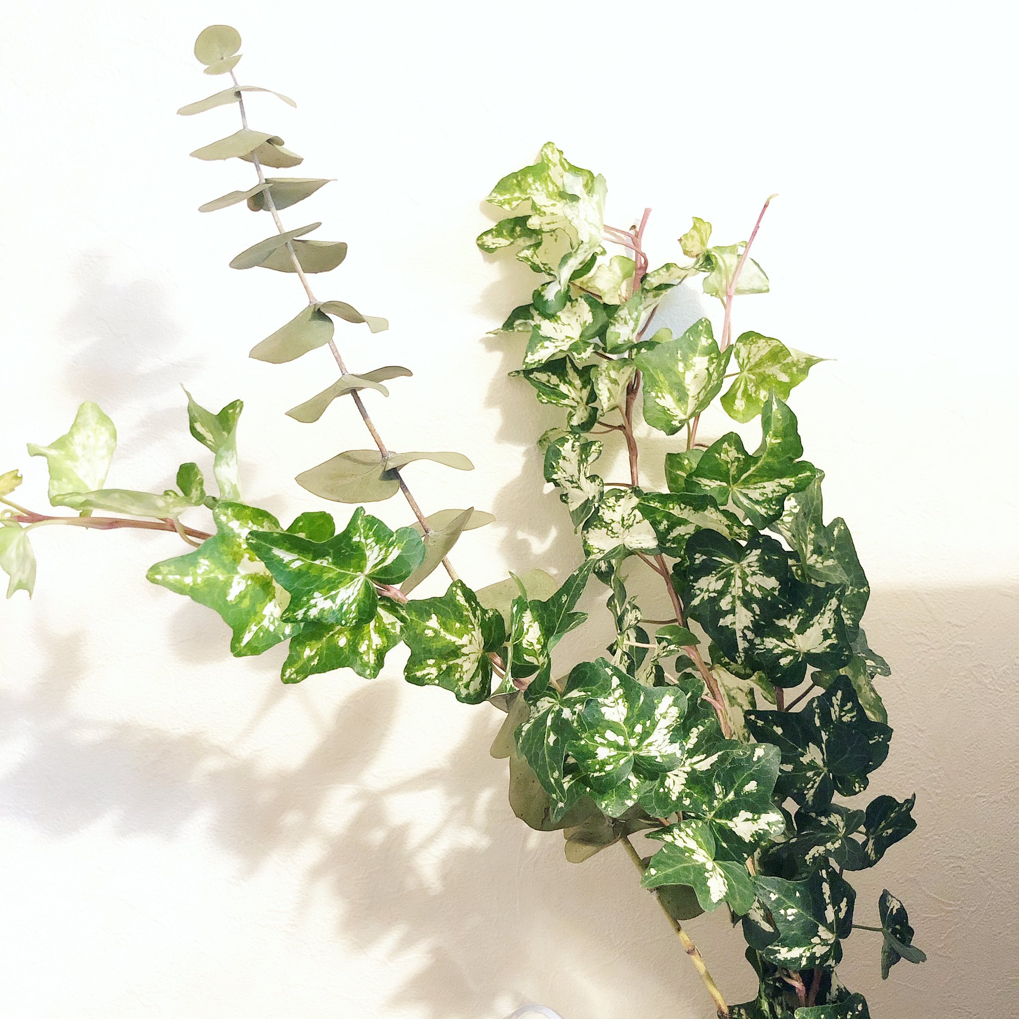 Morisotensor ユーカリが枯れてきたので アイビーを 近所のお花屋さんのおじさんが小遊三さんに似ている その場で値段決めていい感じにてきとうでそして親切 いつもありがとうございます T Co Psohbxswyt Twitter