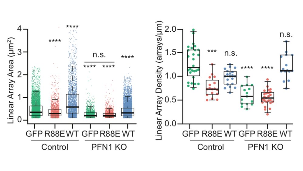 I wasn't sure that it was going to work, but it worked extremely well! We used it to measure the area of individual linear arrays, as well as their density at the leading edge. Huge loss of both in PFN1 KO cells. 23/