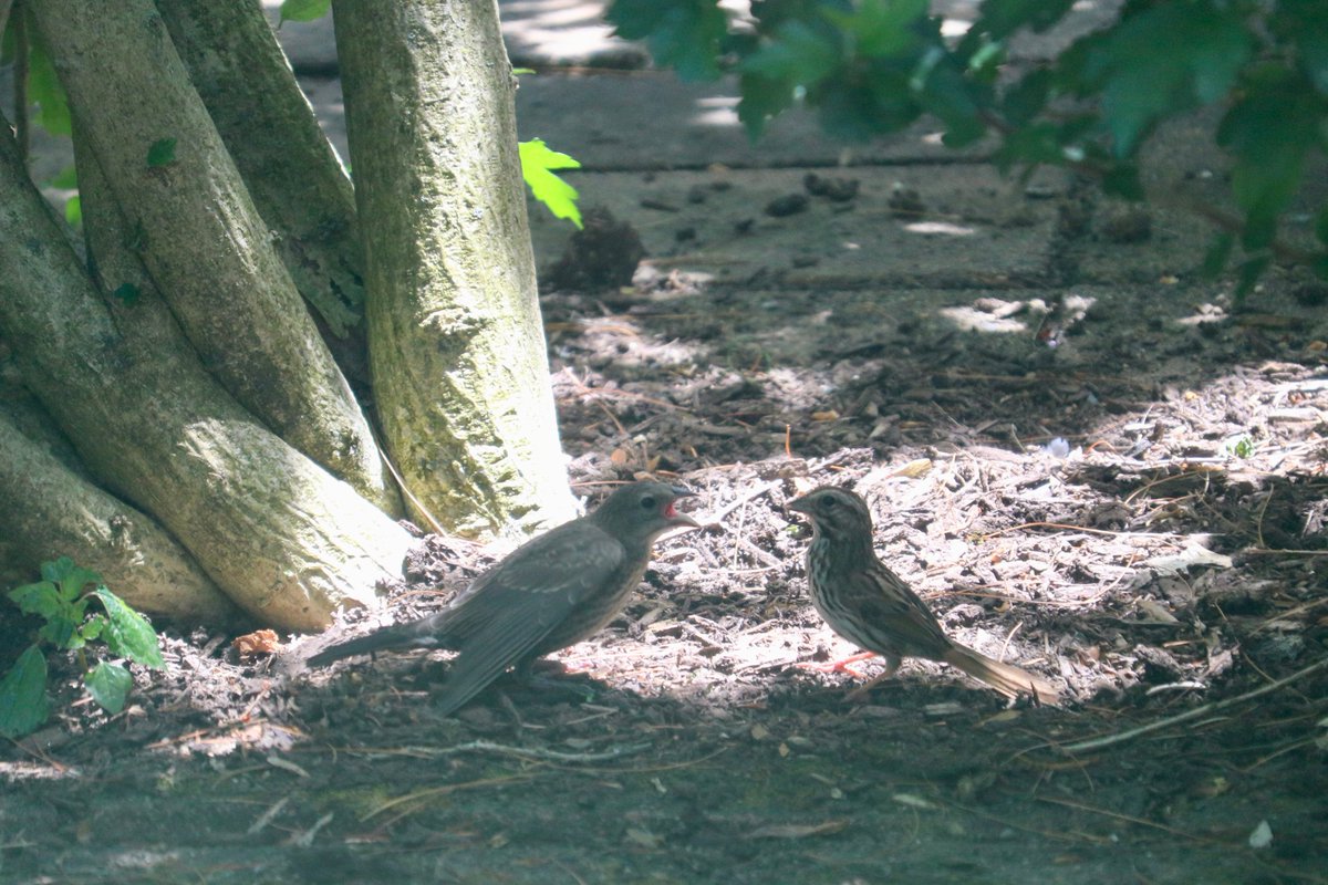 Then a couple weeks ago I started seeing a song sparrow w/ a too-big fledgling. I realized the chick must be a cowbird. The chick follows the sparrow around, chittering & fluttering its wings, begging for food. The sparrow dutifully feeds the giant baby. This goes on all day long