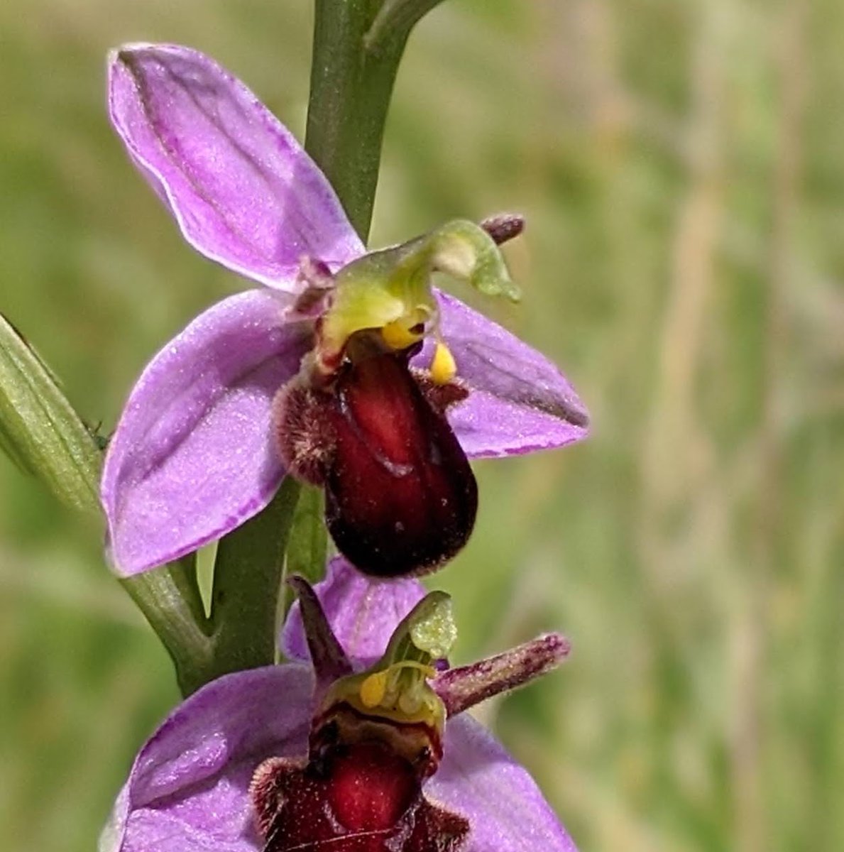 Catch this happy news story on @rtenews this evening. This bee orchid is so interesting & all the rest of our wildflowers will capture your imagination once you get to know them. Hopefully our pollinator efforts @waterfordit will inspire many. rte.ie/news/munster/2… via @rte