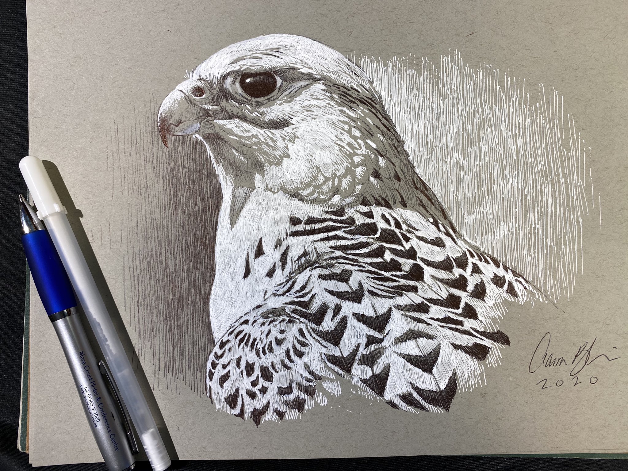 Gyrfalcon Drawing EbNPbYBUwAAOZo1 Large