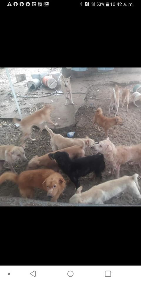 AngelaMagana1's tweet image. S.O.S THIS IS A DESPERATE CALL FOR HELP!
Around 30 dogs would be put to sleep at Humacao Animal Shelter due to lack of space. 
We need urgent donations to buy cages and other miscellaneous costs to move them ASAP.
1/2