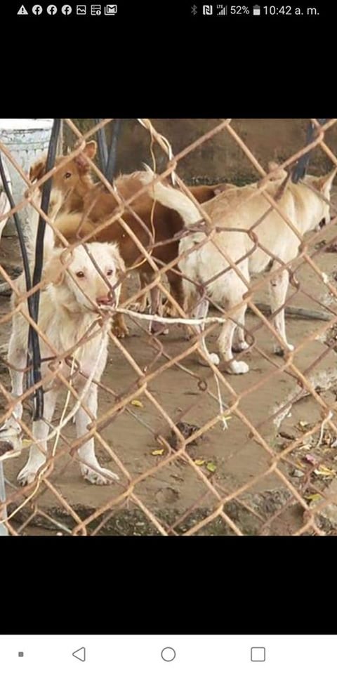 AngelaMagana1's tweet image. S.O.S THIS IS A DESPERATE CALL FOR HELP!
Around 30 dogs would be put to sleep at Humacao Animal Shelter due to lack of space. 
We need urgent donations to buy cages and other miscellaneous costs to move them ASAP.
1/2