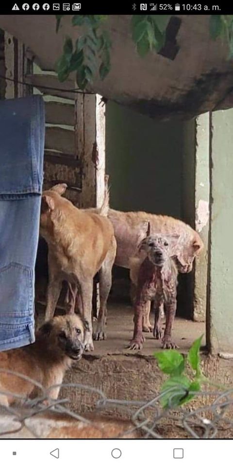 AngelaMagana1's tweet image. S.O.S THIS IS A DESPERATE CALL FOR HELP!
Around 30 dogs would be put to sleep at Humacao Animal Shelter due to lack of space. 
We need urgent donations to buy cages and other miscellaneous costs to move them ASAP.
1/2