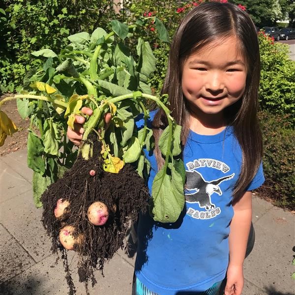 bcaitc's tweet photo. So many schools are in #harvestmode! 🥔 Here are photos of the harvested @bcaitc #SpudsinTubs Warba potatoes from @SchoolChartwell and @BayviewVSB. Thanks to all the teachers, students, and parents across BC who took such great care of the potato plants over the past months! https://t.co/bB4qyRd5RA