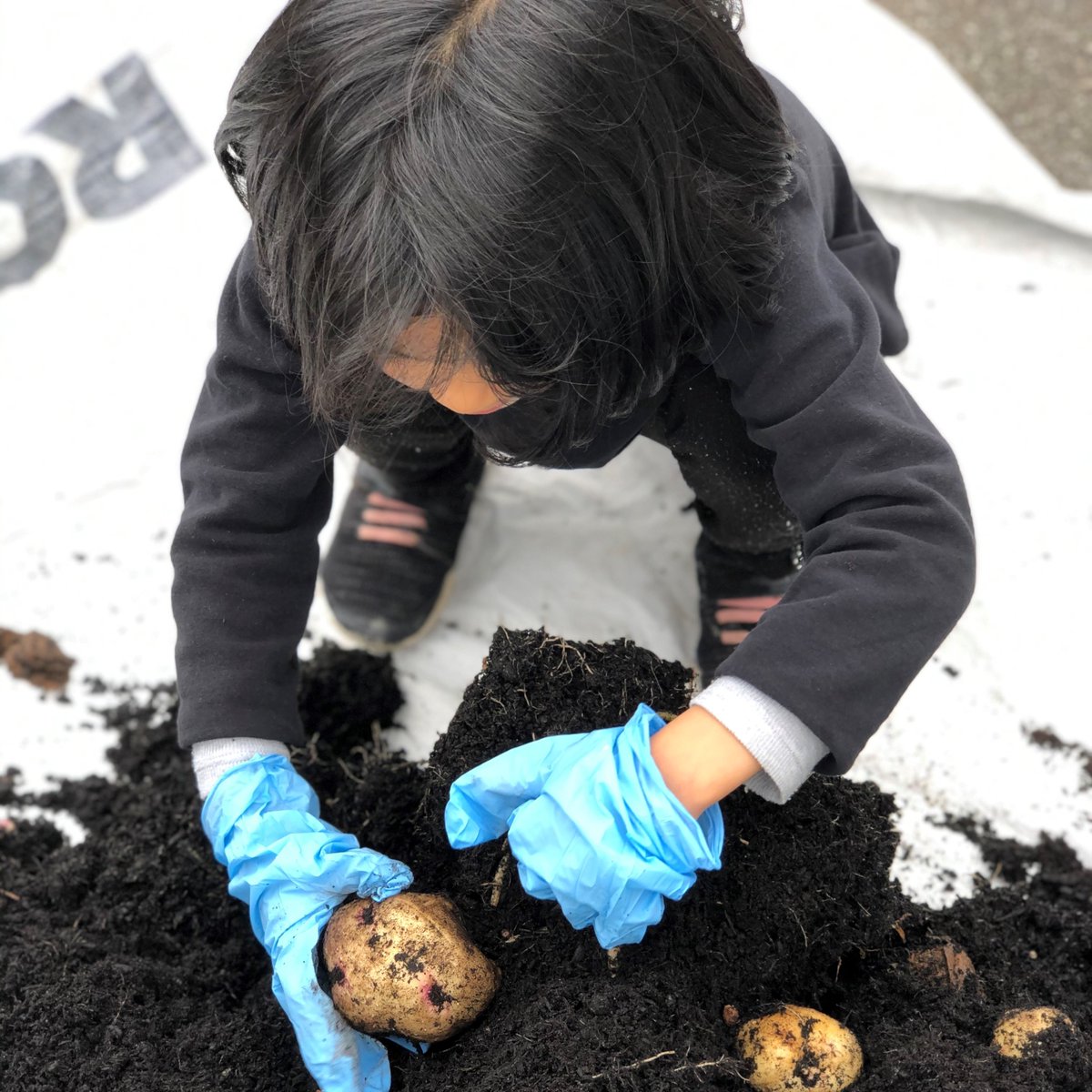 bcaitc's tweet photo. So many schools are in #harvestmode! 🥔 Here are photos of the harvested @bcaitc #SpudsinTubs Warba potatoes from @SchoolChartwell and @BayviewVSB. Thanks to all the teachers, students, and parents across BC who took such great care of the potato plants over the past months! https://t.co/bB4qyRd5RA