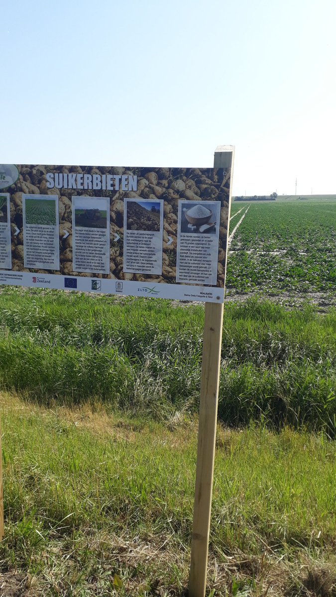 De suikerbieten teelt