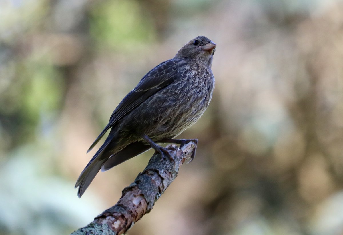 [THREAD] Recently I’ve been fixated on the fledgling brown-headed cowbirds in my yard. Cowbirds, if you’re not familiar with them, are brood parasites—females lay their eggs in the nests of other birds, leaving their young to be incubated and raised by parents of another species.