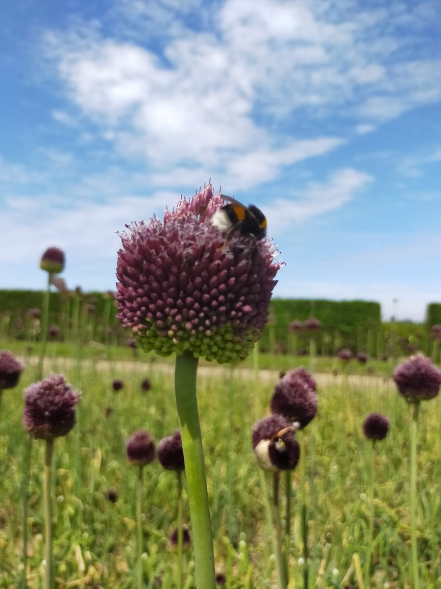 Allium Forelock, sunproof 😎 Morgen weer <a href="/Plantion/">Plantion</a>!!