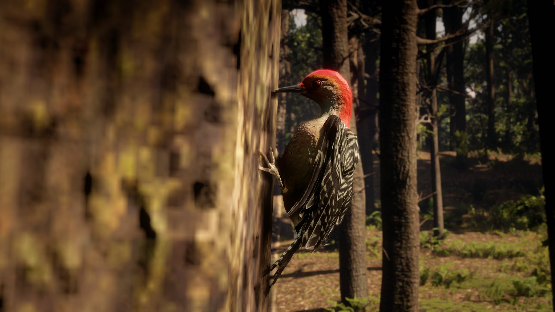 SLATZ_7 Twitter: "Red-Bellied Woodpecker #RockstarGames https://t.co/EJRFA1ZpMN" / Twitter