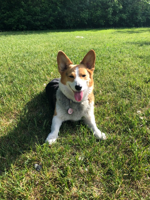 AvenueComms's tweet image. I concur. #DogsAtWork #CorgiCrew #PRDogs