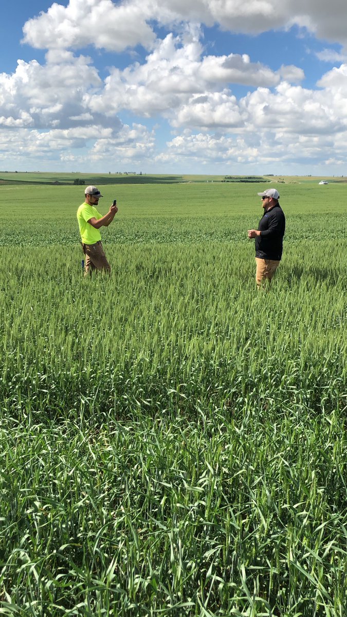 <a href="/jordanweisbeck/">Jordan</a> and <a href="/lancefeickert/">Lance Feickert</a> adding value for their growers with a video on FHB on spring wheat. #plant2020 #allegiantseed @CHS_NP