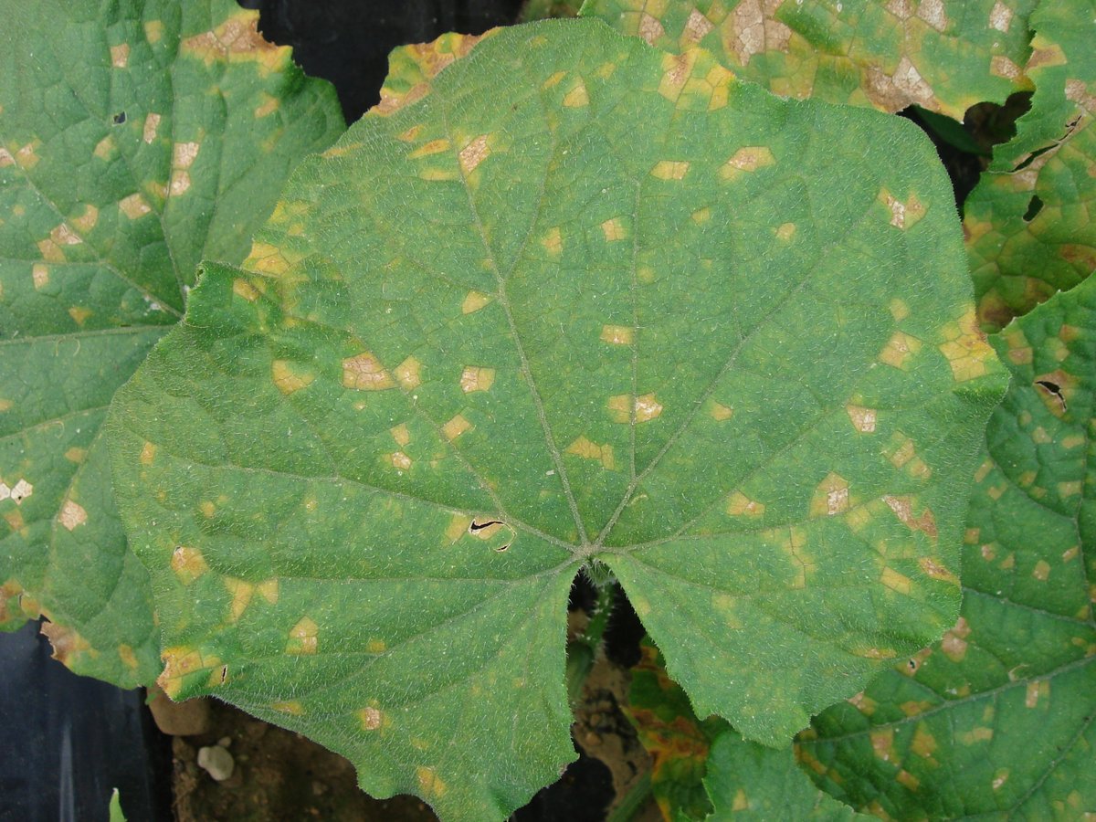 OhioVeggieDoc's tweet photo. Downy mildew was confirmed on cucumbers 6/22 in SW MI.  Northern OH cuke growers should intensify scouting and begin recommended fungicide programs. See https://t.co/0iopuIpmfR https://t.co/hNmrgKYBCP