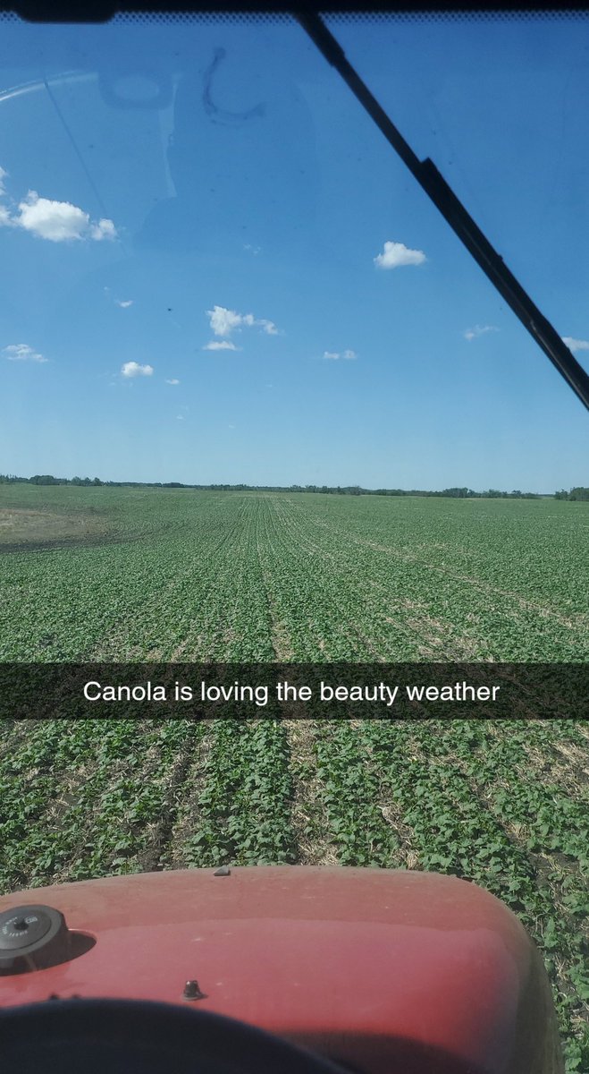 toddwilson860's tweet image. Finally some heat and no wind. #45cm39 @PioneerSeedsCA