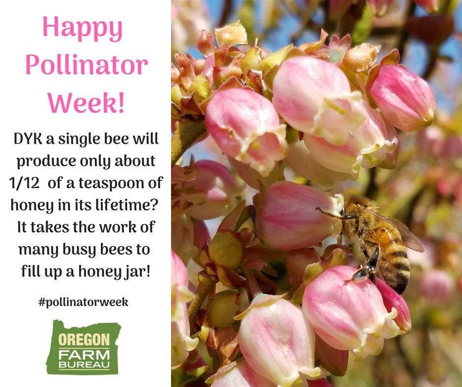 OreFarmBureau's tweet photo. #PollinatorWeek #NationalPollinatorWeek #WeLoveBees #bees #ORIsFarming #ORIsRanching #stillfarminginoregon #stillfarming https://t.co/jJH6hwQ7CY