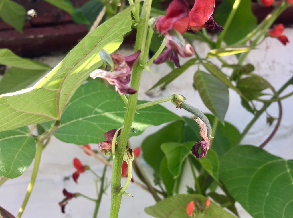 A runner bean! My very first runner bean! Was worried the bees weren't visiting the plants and therefore no pollination, but clearly some have come because today there's an actual proper bean developing! 