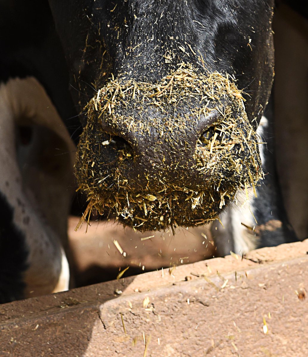 CargillAnimalUK's tweet photo. "Changing forage or improving quality of forage is a way to increase protein", says Cargill's Nick Berni. In 2019, all cuts averaged 14.1% and multi-cut forage averaged 17.6% #proteinefficiency #teamdairy https://t.co/AtH6EttXHv