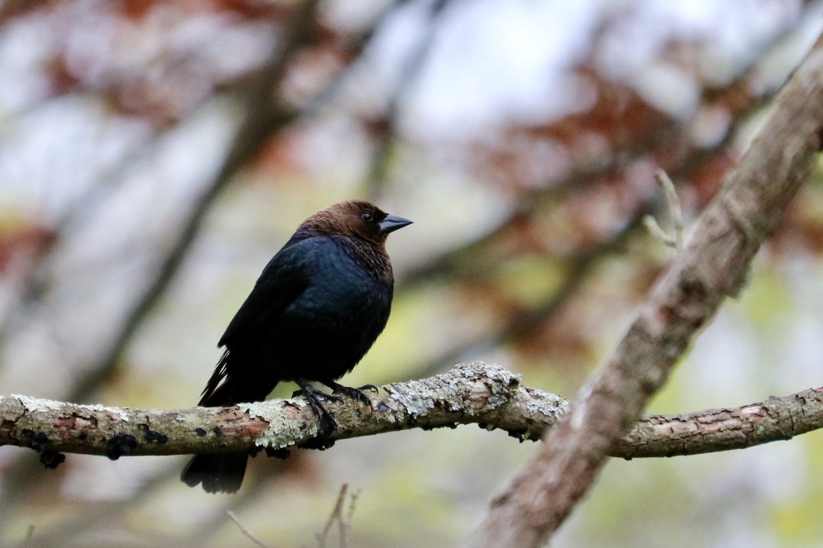 So how does a cowbird learn to eat cowbird foods, sing cowbird songs, and find cowbird mates when it’s raised by a song sparrow (or a goldfinch or a cardinal or…)? HOW???Falling down the rabbit hole in 3, 2, 1….(all photos in this thread are my own)