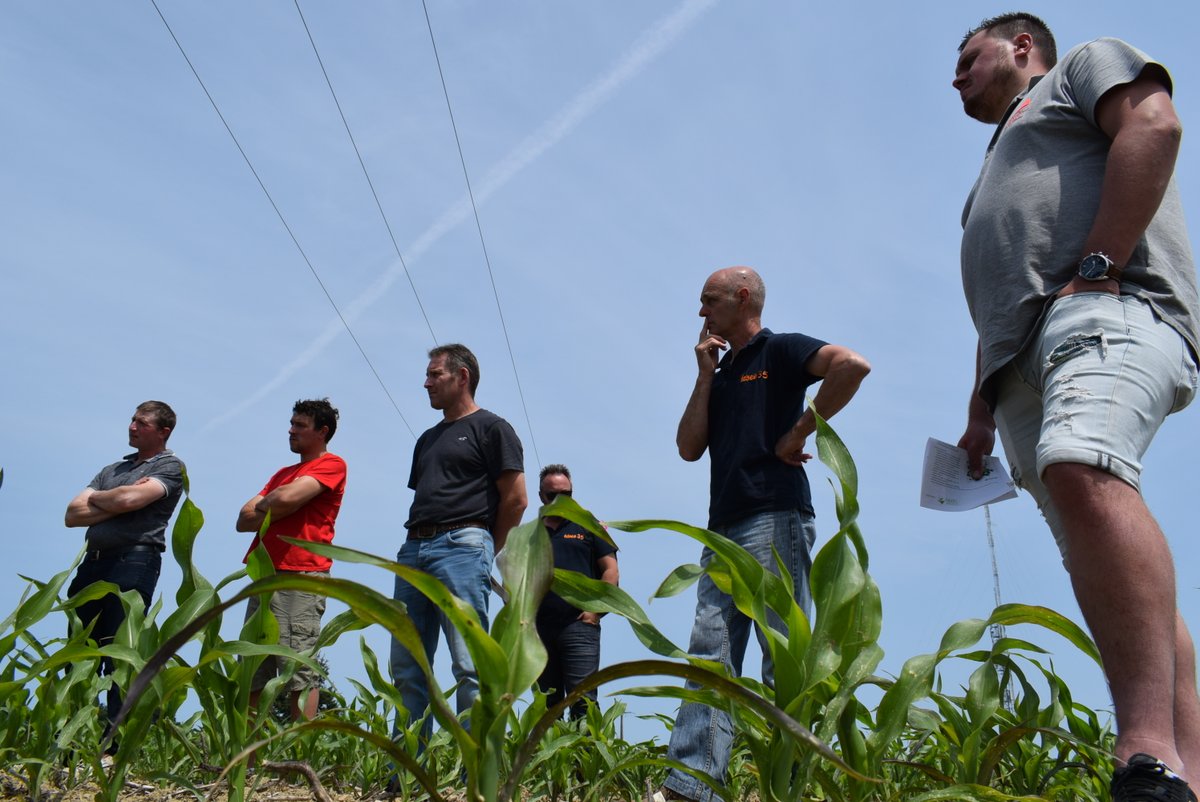 Les agriculteurs d'Ille-et-Vilaine vent debout contre les dégâts de cultures. #Corbeaux #Corneille #Choucas "Certains ont été obligés de resemer trois fois" Avec <a href="/FDSEA35/">FDSEA35</a> @JAIlleetVilaine
