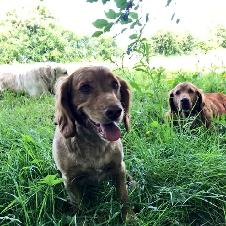 WoofWalkies's tweet photo. Sunny run around the fields and an afternoon siesta under the trees. Great to have the summer weather back! 🌞

#doggydaycare #woofwalkies #wrexham #northwales #dogsoftwitter #dogdaycare #dogs #summer #sunshine https://t.co/sazLvaHZOe