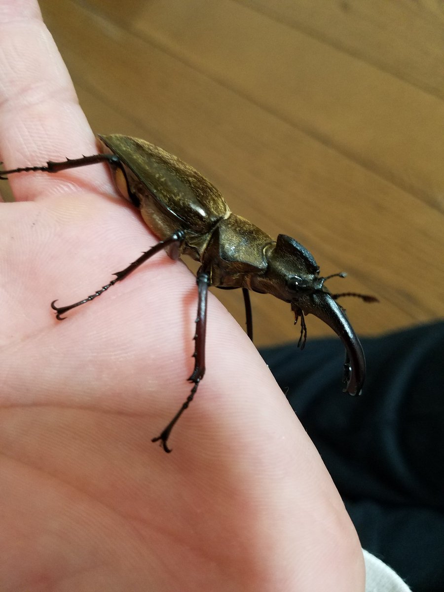 久々の投稿！
今年初ミヤマとれた😂
一発目がでかいほうだったから
なおさら興奮した。笑
帰って計ったら69.2でした😞
あと少しで70だったのに…