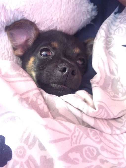 It a pup https://t.co/HUgHYtRX2j<a href="/tag/avn"class="tags"><span>#avn</span></a>