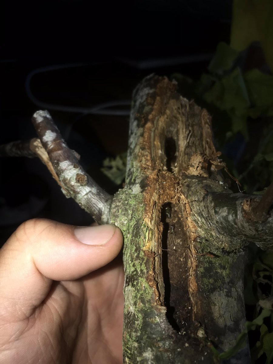 GuyDJones's tweet photo. @AndrewSalisbur2 andrew do you know what could have eaten this young oak tree. This is trunk. There is a chrysalis inside. https://t.co/j0VZTJPNEN
