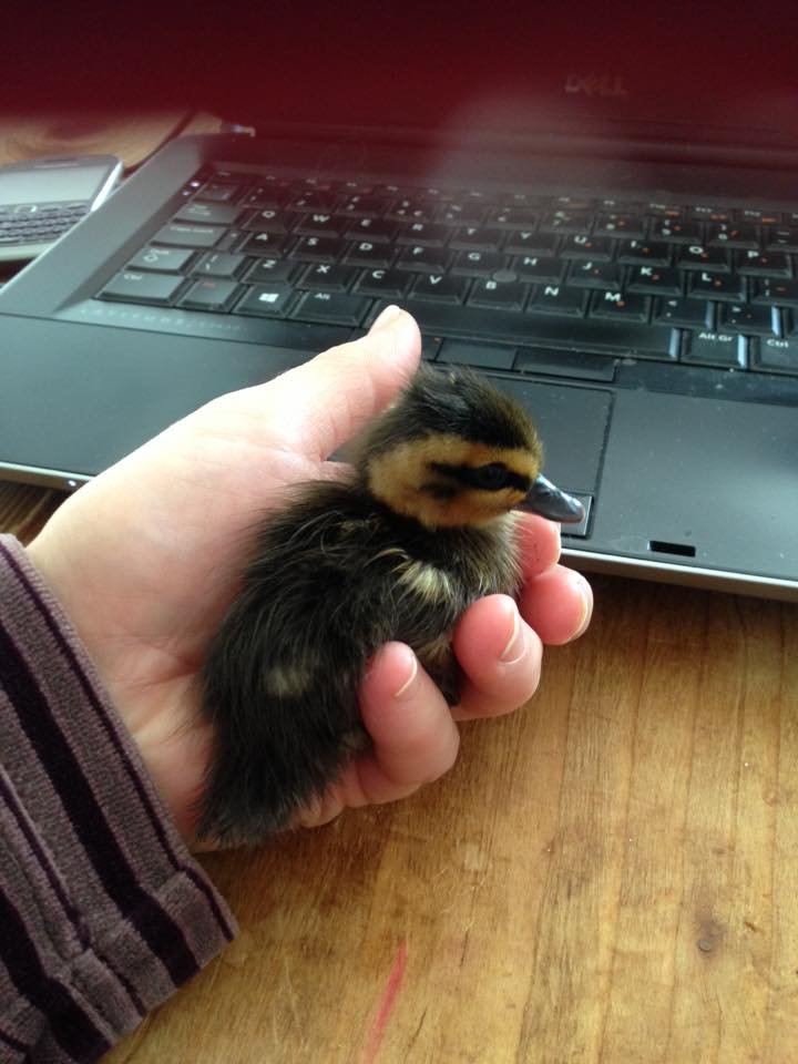 My (stupid) cat has brought me duckling in the past. For some reason she licks them (?). This is a duckling covered in cat-lick. (They are easy to return: I have just walked to the bottom of the garden where there is a cross mummy-duck loudly making a safeguarding complaint.)