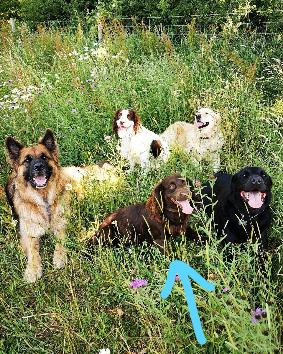 HappyDogsRDG's tweet photo. Look who we managed to keep still?....our Ollie!!! 😂
It's a miracle, I usually just get his butt or half an ear as he flies past 🏃🤪

#wriggler #photobomb #dogphotography
#happydogs #dogsoftwitter #dogwalkersoftwitter #lifeofadogwalker #dogwalks https://t.co/94kxbhODiF